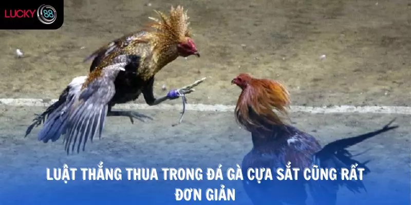 Luật thắng thua trong đá gà cựa sắt cũng rất đơn giản